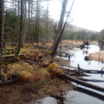 wv wetland
